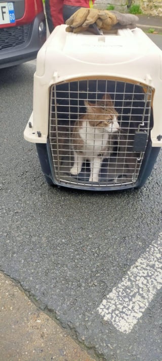 Illustration de l'article : Le regard et les miaulements désespérés d'une chatte blessée après s'être faufilée dans le moteur d'une voiture finissent par attirer l'attention des secours