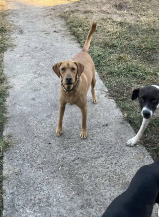 Illustration de l'article : La mobilisation solidaire pour des chiens livrés à eux-mêmes après l'incendie de leur maison et ayant entraîné l'hospitalisation de leur maître