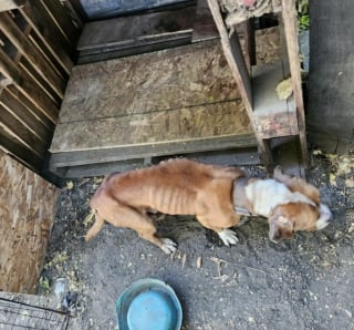 Illustration de l'article : Un trio de chiens cachectiques et négligés apprennent à "ouvrir leurs coeurs aux humains" après leur sauvetage inespéré