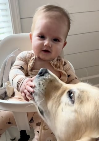 Illustration de l'article : Une joie contagieuse s’empare de cette petite fille qui rit aux éclats dès que son Golden Retriever lui fait un câlin (vidéo)