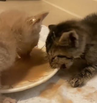 Illustration de l'article : 2 chatons ayant échappé de justesse à l'euthanasie savourent leur premier véritable repas et la liberté (vidéo)