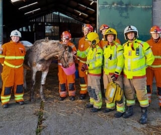 Illustration de l'article : Alors qu'elle savourait sa seconde chance dans un sanctuaire pour chevaux maltraités, une jument de 33 ans se retrouve dans une situation fâcheuse 