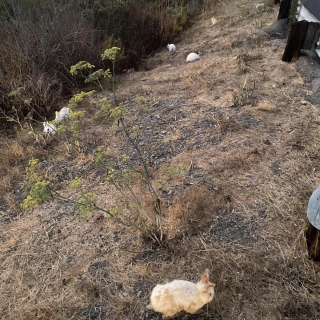 Illustration de l'article : Une automobiliste protège 27 lapins abandonnés au bord d'une route jusqu'à l'arrivée des secours