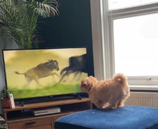 Illustration de l'article : Ce petit chien féru de télévision ne tient pas en place face à un documentaire animalier qui le fascine (vidéo)