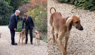 Illustration de l'article : Emmanuel Macron présente officiellement ses chiens Jeanne et Jules, offerts par le président kazakh et qui formeraient "un bon trio avec Némo" 