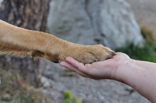 Illustration de l'article : 5 raisons pour lesquelles votre chien pose sa patte sur vous