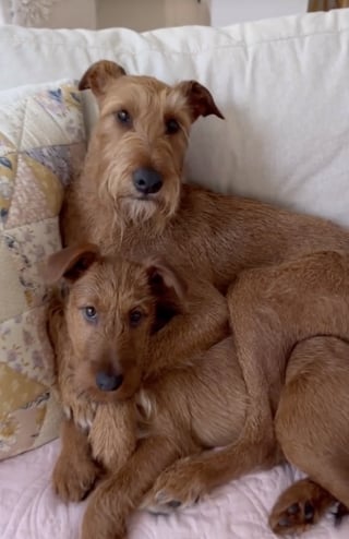 Illustration de l'article : 2 chiens ayant une relation fusionnelle ne peuvent s'empêcher de se câliner durant la sieste (vidéo)