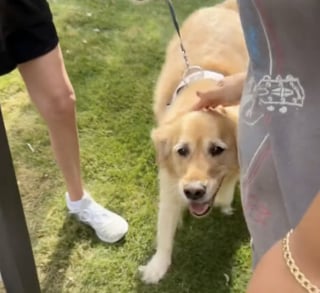 Illustration de l'article : Après avoir remarqué que la chienne de sa voisine âgée ne sortait jamais, une jeune femme au cœur d’or se propose de l’emmener en promenade (vidéo)