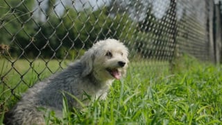 Illustration de l'article : Une chienne longtemps gardée en cage pour faire des petits chez un éleveur peu scrupuleux apprend à être libre et à se sentir aimée