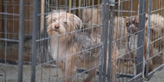 Illustration de l'article : Une chienne longtemps gardée en cage pour faire des petits chez un éleveur peu scrupuleux apprend à être libre et à se sentir aimée