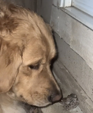 Illustration de l'article : Au cœur de la tempête, un Golden Retriever plein de bienveillance préfère protéger son amie la grenouille plutôt que de rentrer chez lui (vidéo)