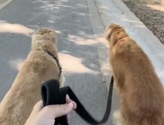 Illustration de l'article : Au cœur de la tempête, un Golden Retriever plein de bienveillance préfère protéger son amie la grenouille plutôt que de rentrer chez lui (vidéo)