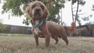 Illustration de l'article : Découvert dans une voiture aux côtés de son maître décédé, ce chien endeuillé et traumatisé est désormais prêt à rebondir