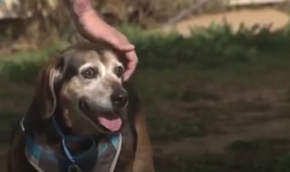 Illustration de l'article : Un chien reconnaît la voix de son propriétaire au téléphone après avoir été séparé de lui pendant 2 ans (vidéo) 