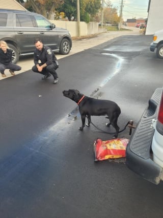 Illustration de l'article : Bouleversé par le sort d'une chienne abandonnée sur un parking avec un sac de croquettes éventré, l'homme qui l'a découverte décide de l'adopter