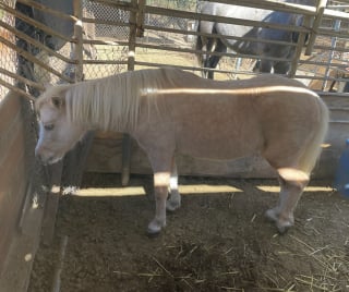 Illustration de l'article : Un cheval miniature tombé dans un puits compte sur l'aide des professionnels de secours pour retrouver la liberté