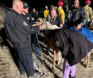 Illustration de l'article : Un cheval miniature tombé dans un puits compte sur l'aide des professionnels de secours pour retrouver la liberté