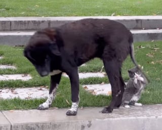 Illustration de l'article : Un chien âgé retrouve une seconde jeunesse en se liant d’amitié avec un chaton de sauvetage joueur (vidéo)