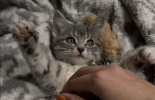 Illustration de l'article : Un chaton livré à lui-même dans la nature tente sa chance avec une randonneuse et obtient la plus douce des nouvelles vies (vidéo)