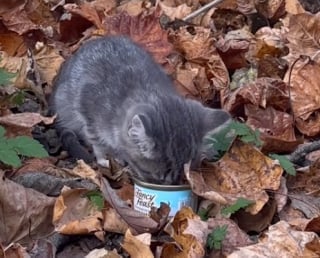 Illustration de l'article : Un chaton livré à lui-même dans la nature tente sa chance avec une randonneuse et obtient la plus douce des nouvelles vies (vidéo)