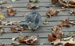 Illustration de l'article : Un chaton livré à lui-même dans la nature tente sa chance avec une randonneuse et obtient la plus douce des nouvelles vies (vidéo)