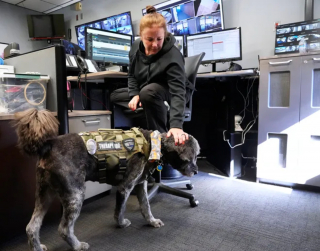 Illustration de l'article : Un Goldendoodle échoue de peu à devenir chien d'assistance, mais trouve un rôle sur-mesure au commissariat de police où travaille son maître