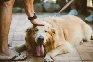 Illustration de l'article : Elle récupère un chien abandonné par ses voisins depuis 6 mois, mais ces derniers réapparaissent et l’accusent de vol 