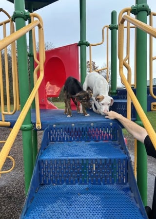 Illustration de l'article : 2 chiots errants s'amusent sur un toboggan dans un parc sans se douter que leur vie est sur le point de changer