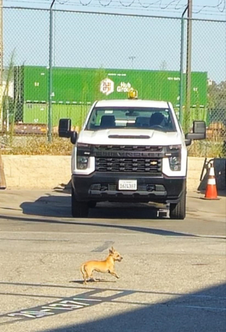 Illustration de l'article : Une petite chienne erre pendant 2 semaines sur le parking d'une prison dont les gardiens décident d'appeler une spécialiste à la rescousse