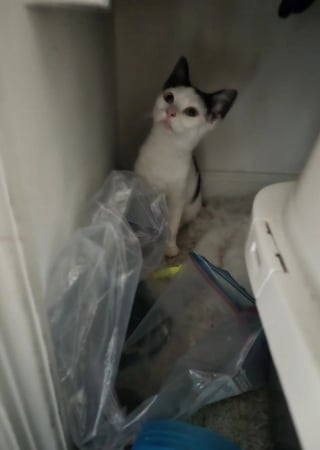 Illustration de l'article : Un chaton ayant trouvé refuge dans le moteur d'une voiture se voit offrir la vie de ses rêves après son sauvetage