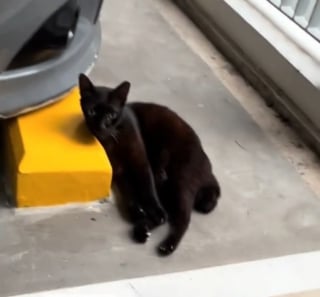 Illustration de l'article : Une chatte abandonnée sur un parking car elle "miaulait trop" se console dans les bras d'une âme charitable décidée à lui donner sa chance (vidéo)