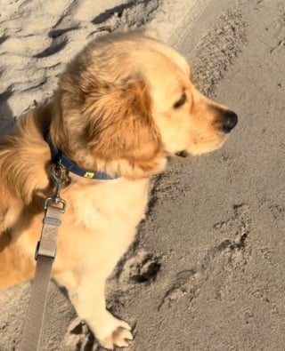 Illustration de l'article : Charlie, un jeune Golden Retriever, découvre la plage pour la première fois avec émerveillement (vidéo)