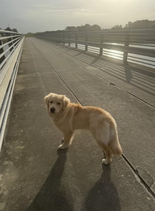 Illustration de l'article : La fugue d'un chien consécutive à un accident de la route mobilise volontaires et forces de l'ordre pendant plus d'une semaine