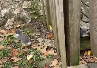 Illustration de l'article : Une jeune femme découvre avec surprise que sa nouvelle maison était vendue avec une portée de chatons (vidéo)