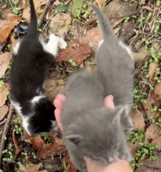 Illustration de l'article : Une jeune femme découvre avec surprise que sa nouvelle maison était vendue avec une portée de chatons (vidéo)