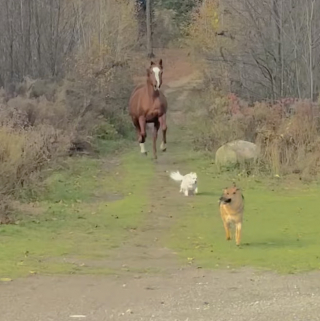 Illustration de l'article : Grâce à ses sens aiguisés, ce chien aveugle peut courir avec son frère cheval en évitant les collisions (vidéo)