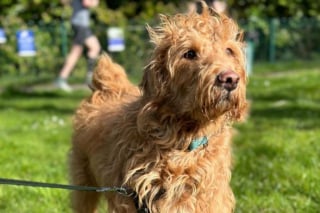 Illustration de l'article : Un chien souffrant d'une occlusion intestinale est sauvé de justesse par les vétérinaires au prix d'une opération délicate