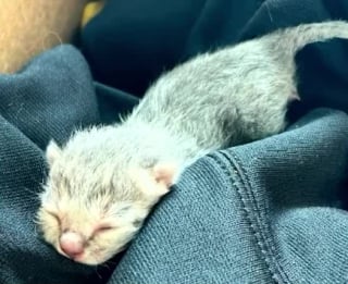 Illustration de l'article : Un camionneur change son itinéraire après avoir découvert un chaton orphelin