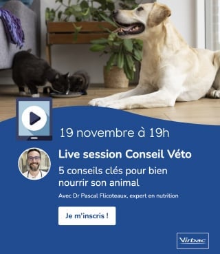 Illustration de l'article : Recevez gratuitement les conseils d'un vétérinaire expert en nutrition pour bien nourrir votre chien ou votre chat lors d'un webinaire le 19 novembre