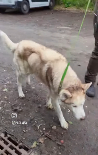 Illustration de l'article : 2 Huskies Sibériens sauvés d'un appartement insalubre et de la malnutrition, leur maîtresse condamnée 9 mois après