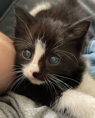 Illustration de l'article : Né dans un refuge et seul survivant de sa portée, ce chaton avec des problèmes de santé fait preuve d'une joie de vivre inspirante