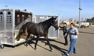 Illustration de l'article : De nombreux propriétaires font tout leur possible pour sauver la vie de leurs chevaux menacée par un incendie