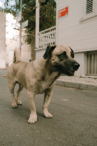 Illustration de l'article : Une femme adopte le chien de ses voisins contre leur volonté face à leur comportement irresponsable