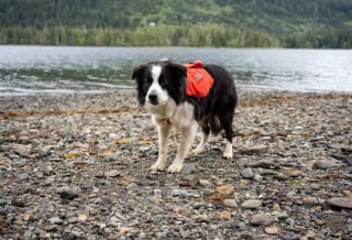 Illustration de l'article : Adopté dans un refuge, un chien a aujourd'hui pour mission d'aider au recensement d'une sous-espèce de loup sur un archipel quasi désert