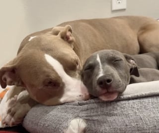 Illustration de l'article : Un minuscule chiot Pitbull essaie désespérément de vaincre les réticences de son grand frère en l’invitant à jouer d’une adorable manière (vidéo)