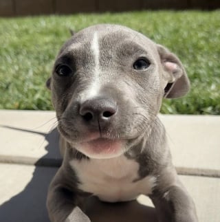 Illustration de l'article : Un minuscule chiot Pitbull essaie désespérément de vaincre les réticences de son grand frère en l’invitant à jouer d’une adorable manière (vidéo)