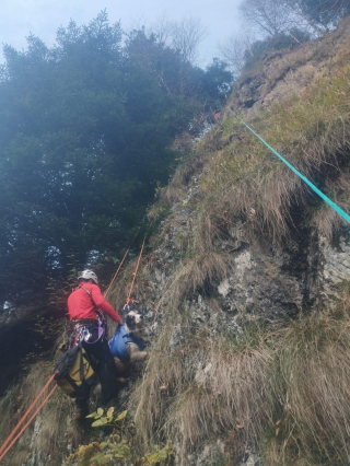 Illustration de l'article : Un Berger Australien laisse les secouristes bouche bée en n'étant que légèrement blessé après une chute de 50 mètres en montagne