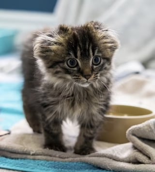 Illustration de l'article : Un chaton découvert sans queue ni oreilles épate ses bienfaiteurs par son assurance et son caractère amical