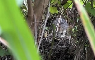 Illustration de l'article : Des volontaires joignent leurs efforts pour tenter de secourir un chaton pris au piège dans les marécages et dont les chances de survie sont minces