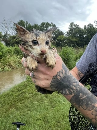 Illustration de l'article : Des volontaires joignent leurs efforts pour tenter de secourir un chaton pris au piège dans les marécages et dont les chances de survie sont minces